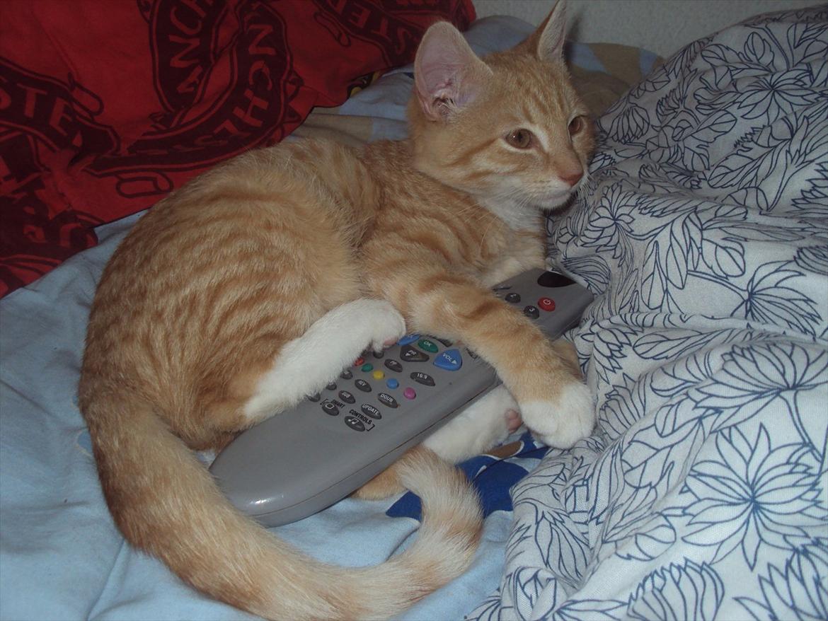 Huskat Pelle - Se flere billeder af mig i mit fotoalbum :-) billede 1