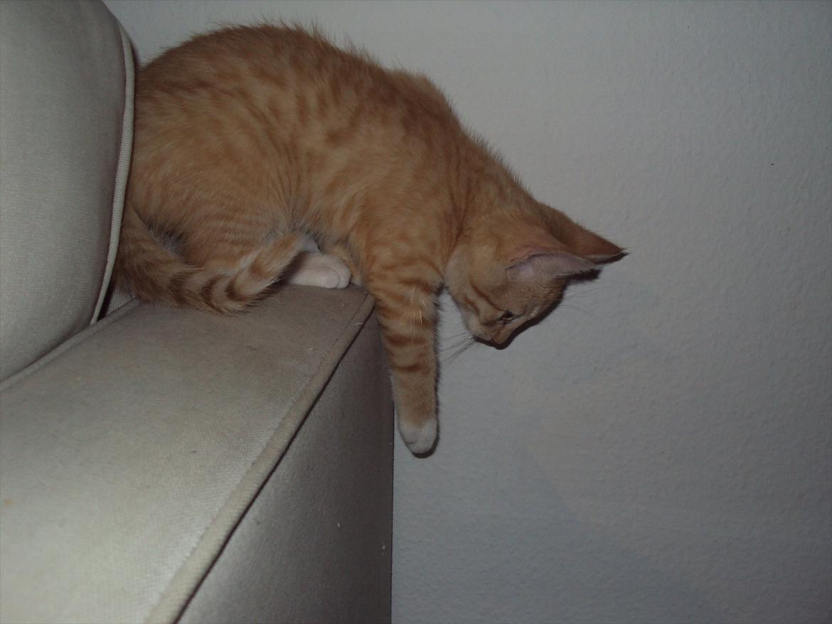 Huskat Pelle - fik hurtigt øje på museburet! billede 2