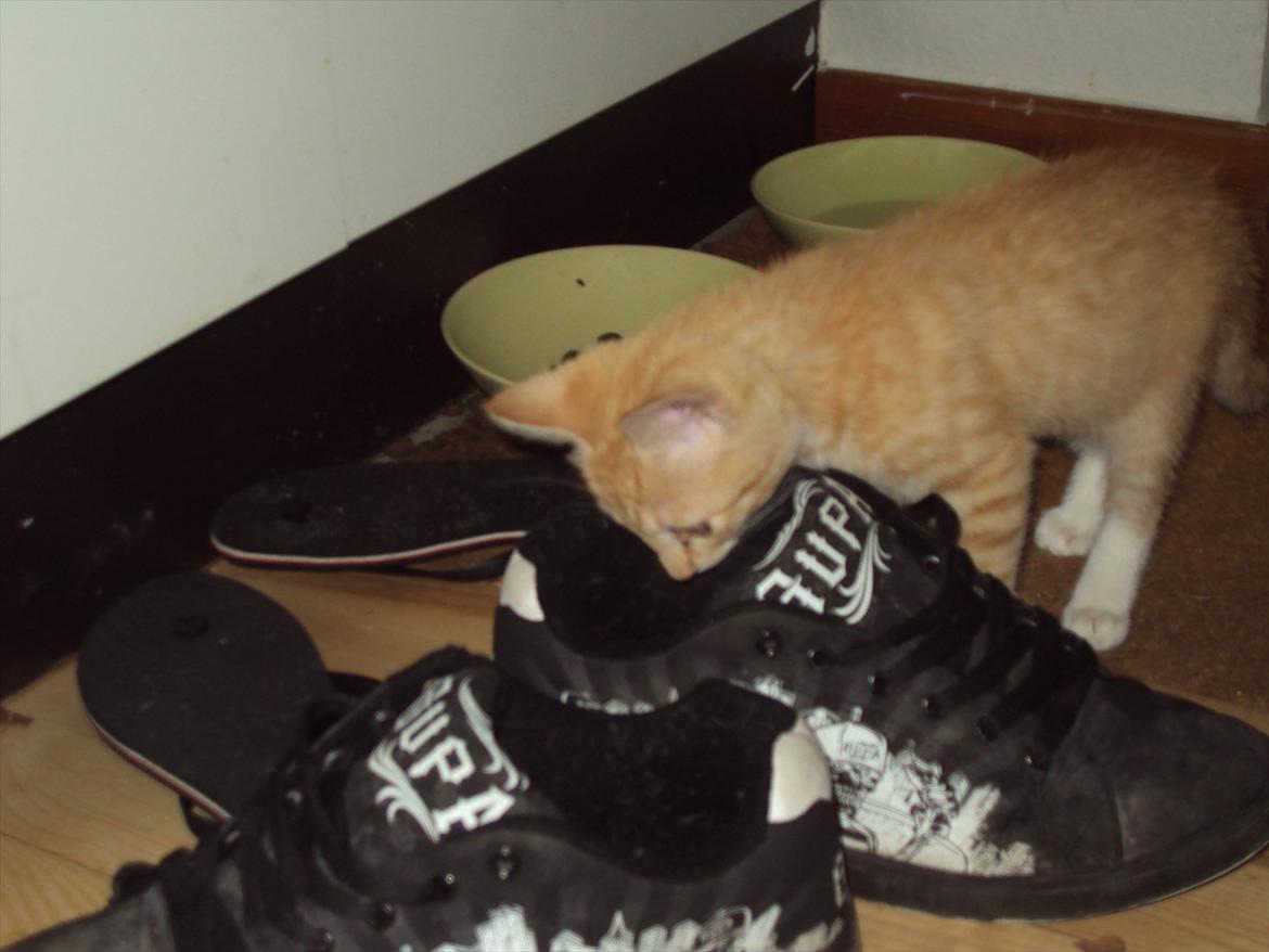 Huskat Pelle billede 3