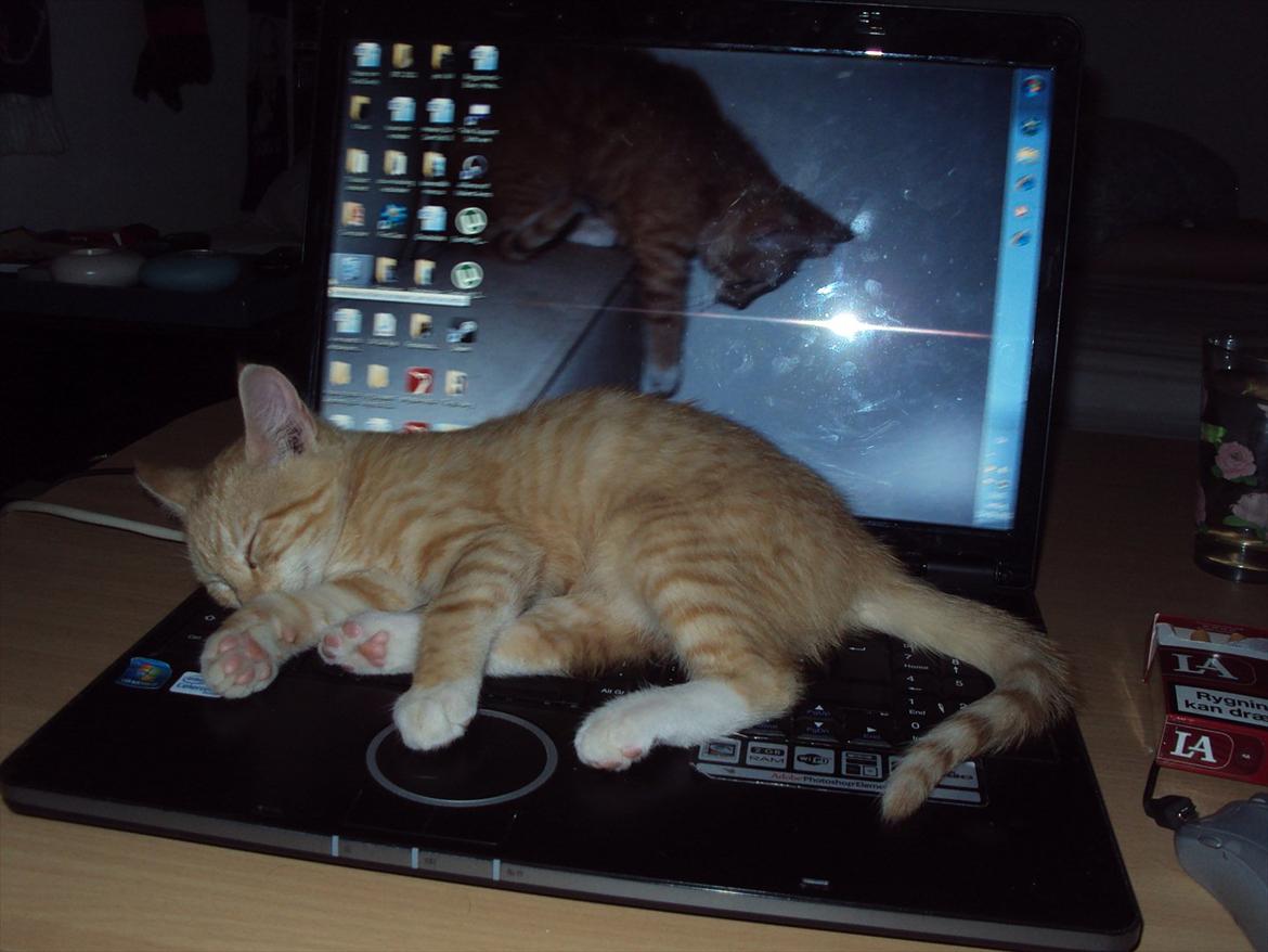 Huskat Pelle - ynglingsaktivitet: at ligge på elektronik der afgiver varme! billede 4