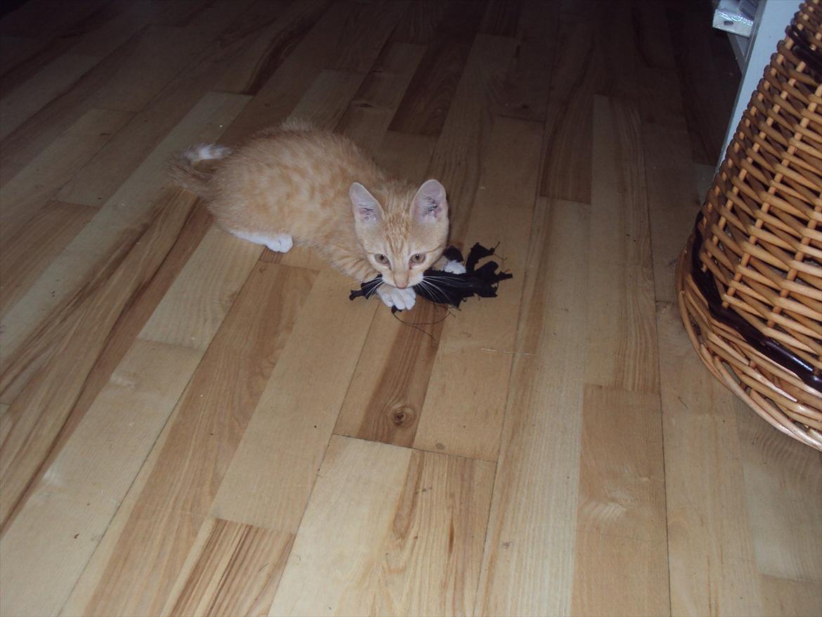 Huskat Pelle billede 5