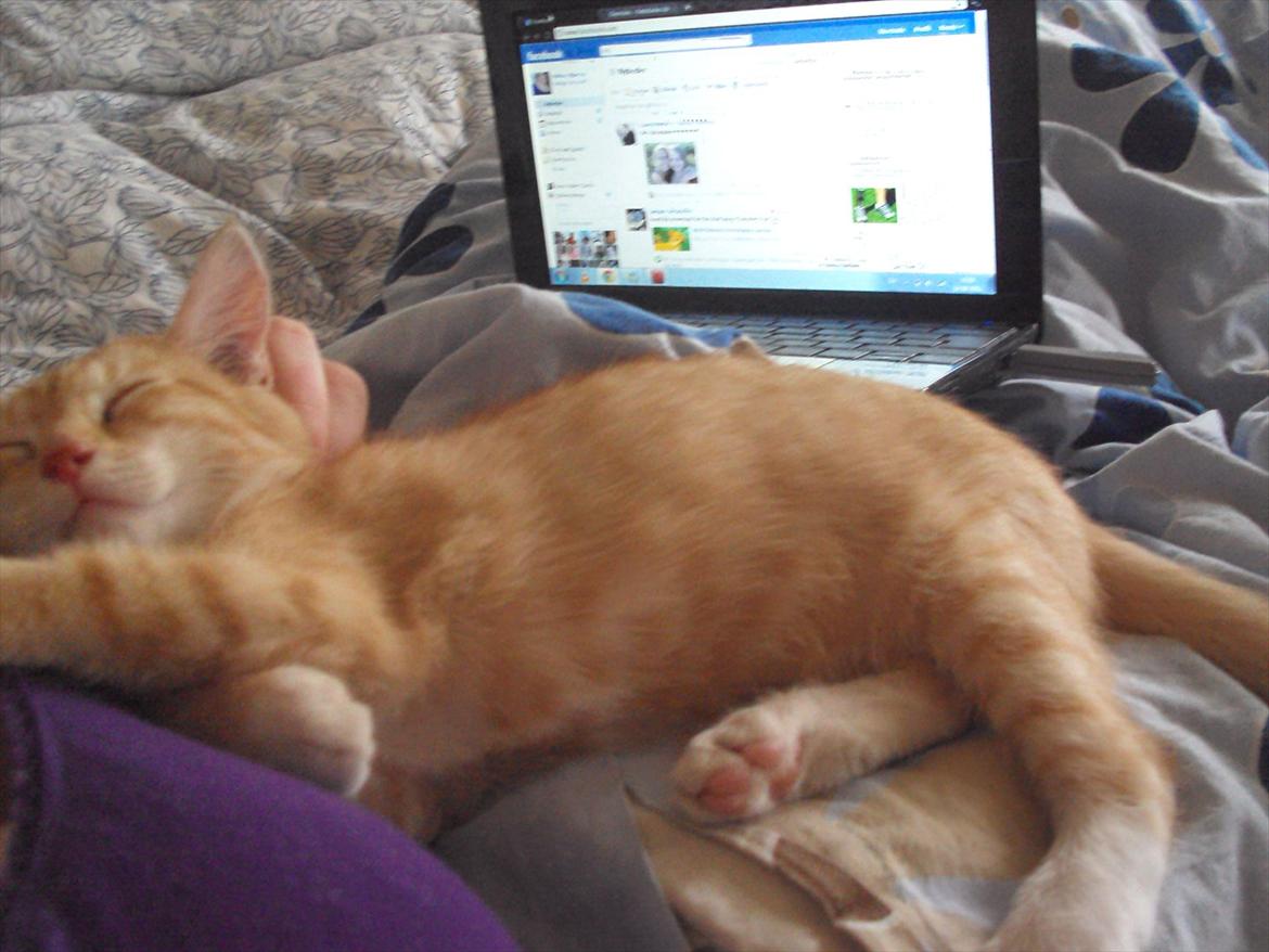 Huskat Pelle billede 6