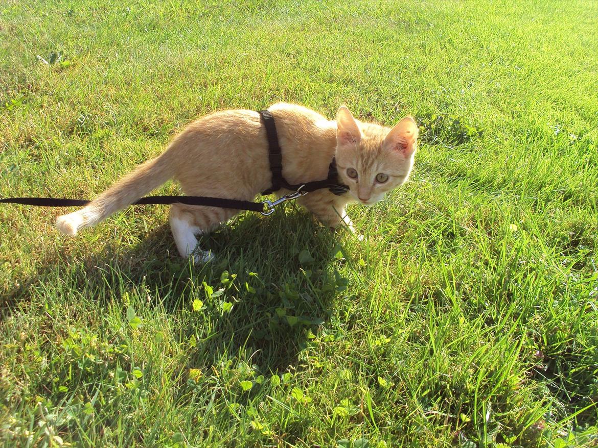 Huskat Pelle - første gang i haven! billede 8