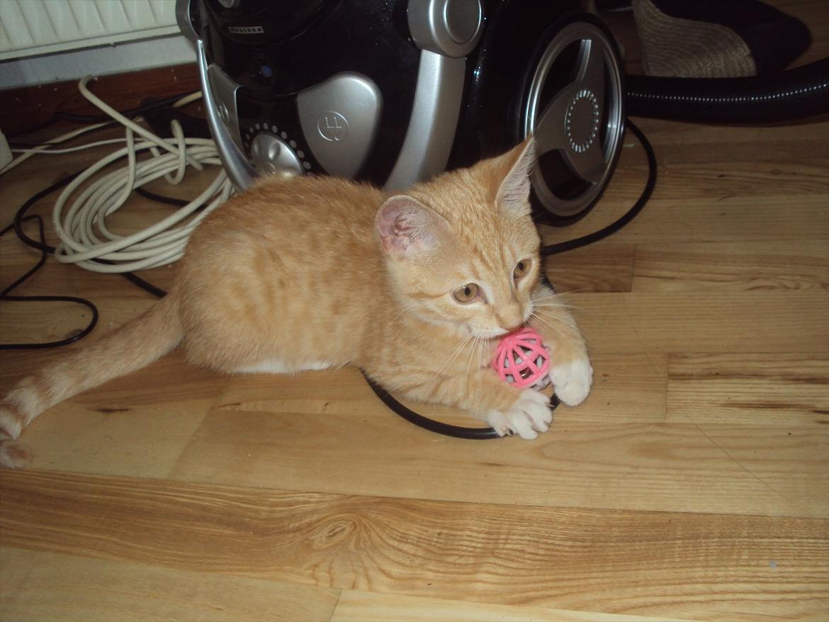 Huskat Pelle billede 9