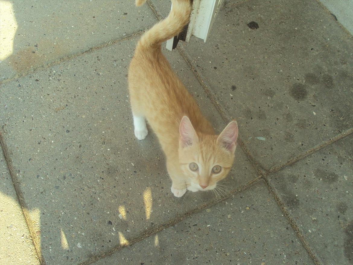 Huskat Pelle billede 10