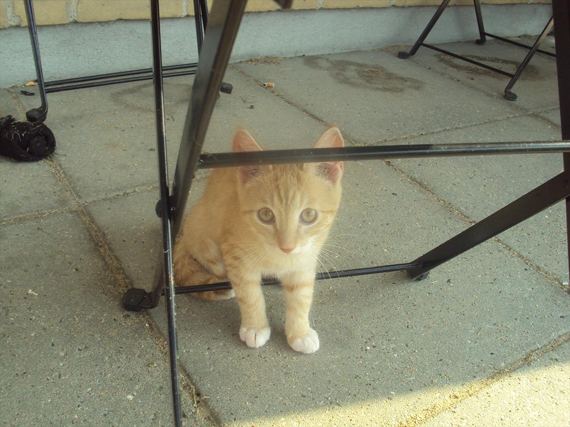 Huskat Pelle - taget på fersk gerning! billede 11