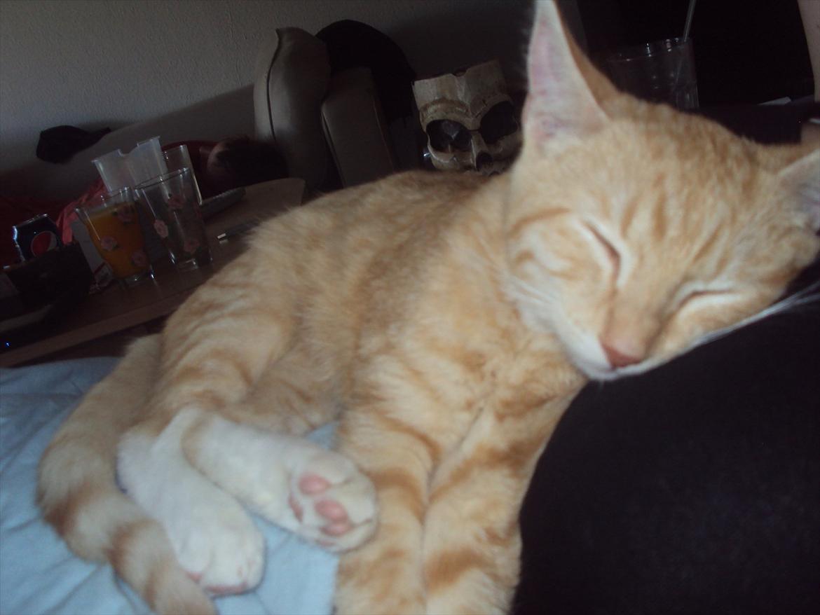 Huskat Pelle - mig og Pelle der putter! billede 13