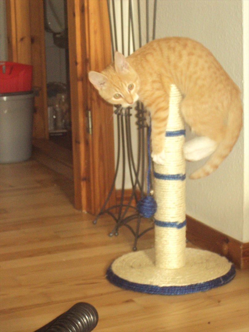 Huskat Pelle - taget på fersk gerning igen! billede 14