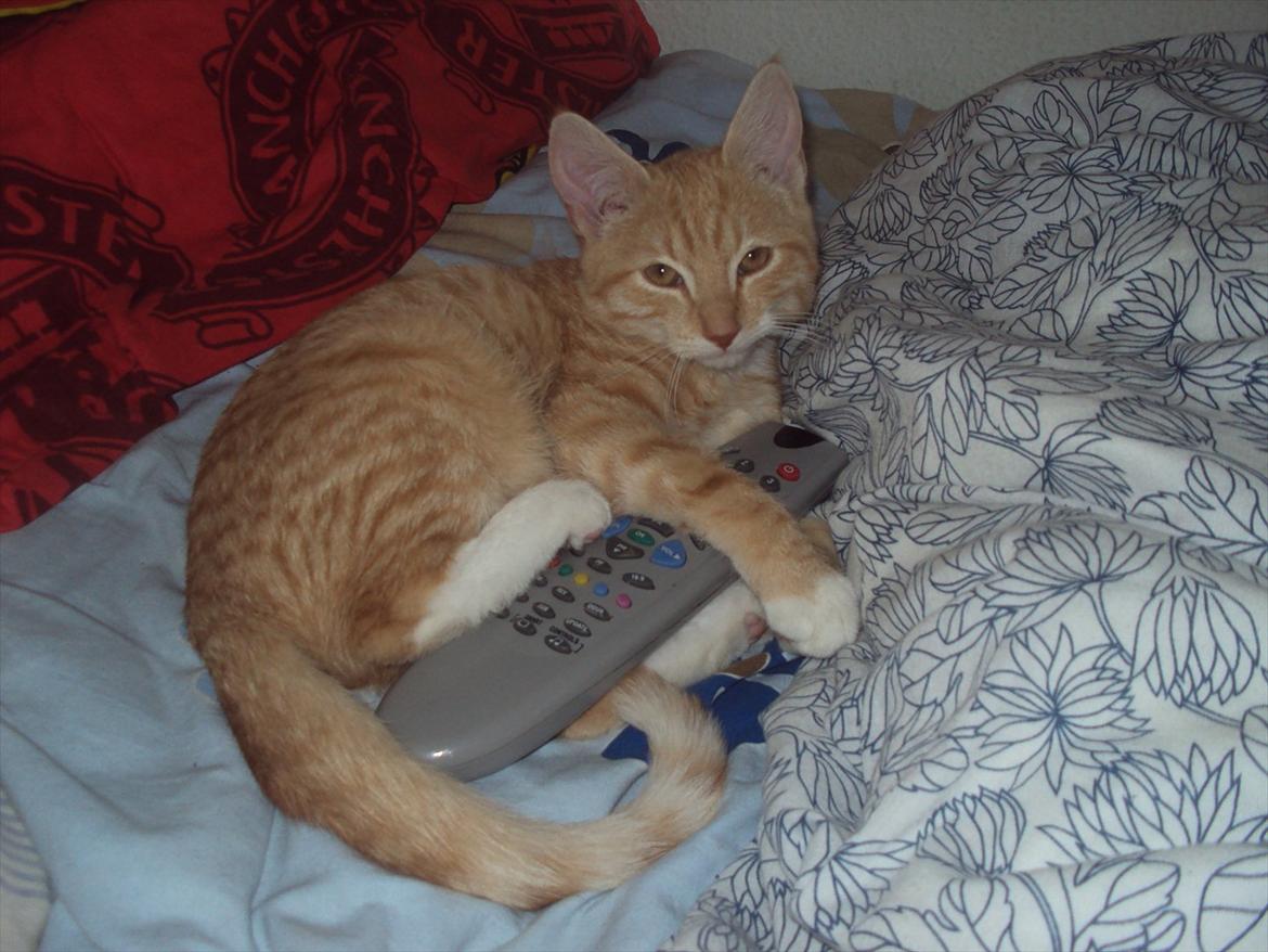 Huskat Pelle - mig og Pelle ser disney, det er selvfølgelig Peller der har bestemt det ;-) billede 15