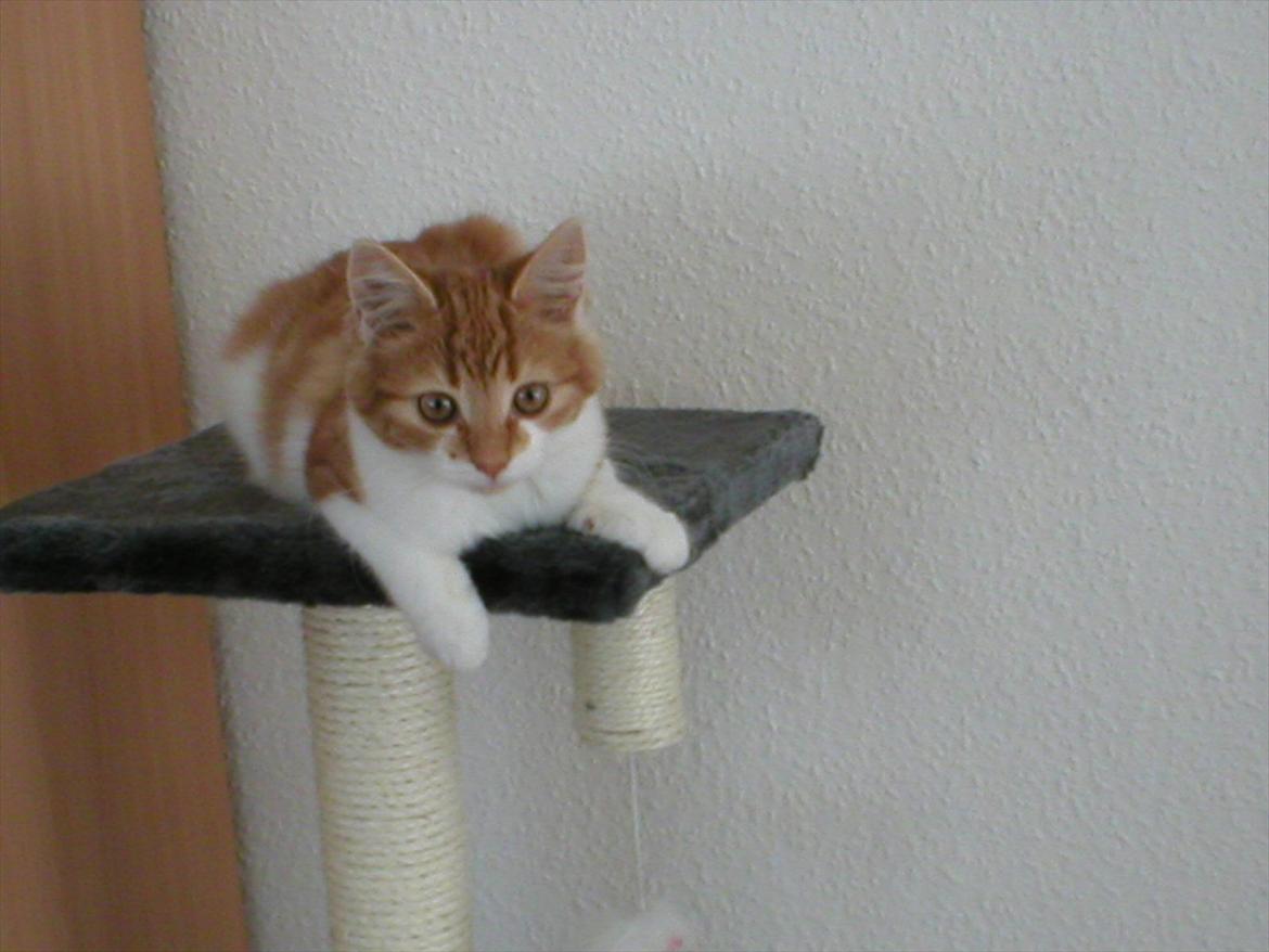 Huskat Cutie billede 16