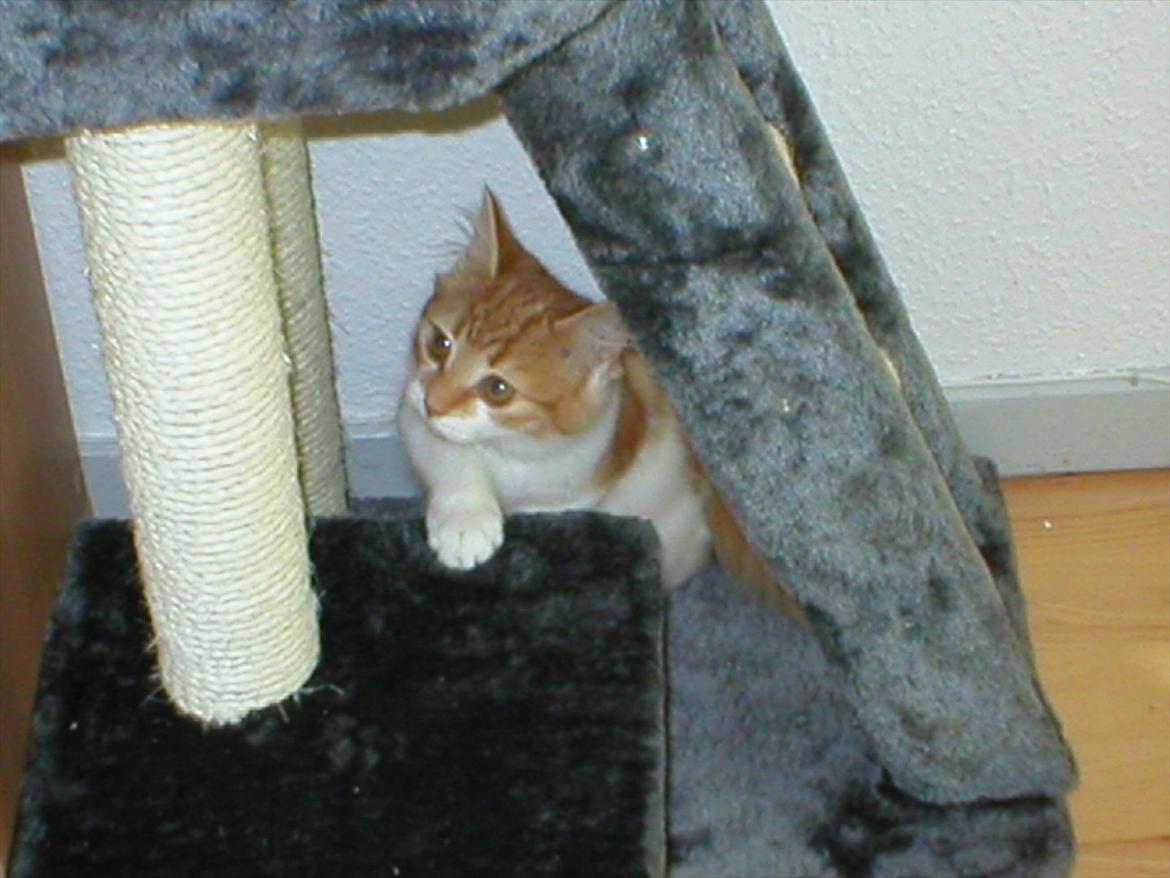 Huskat Cutie billede 17