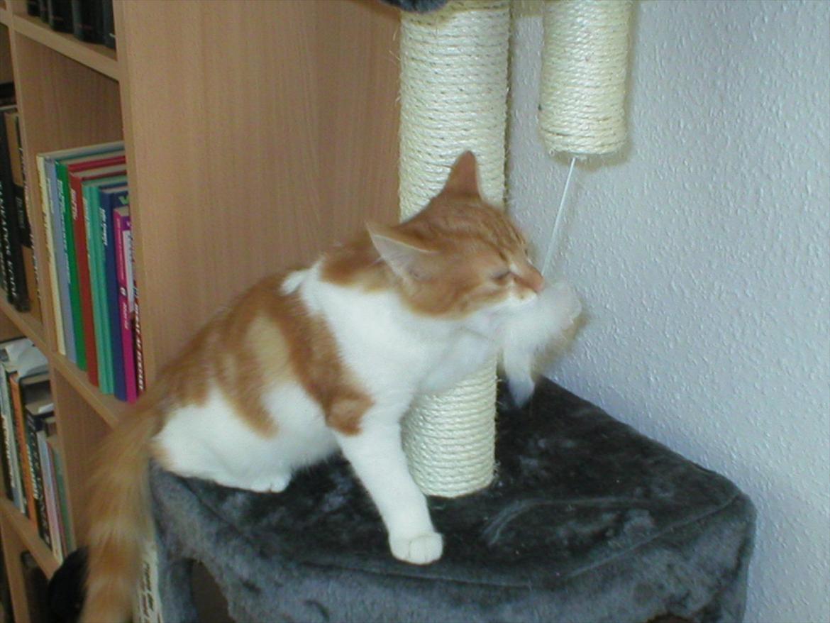 Huskat Cutie billede 18