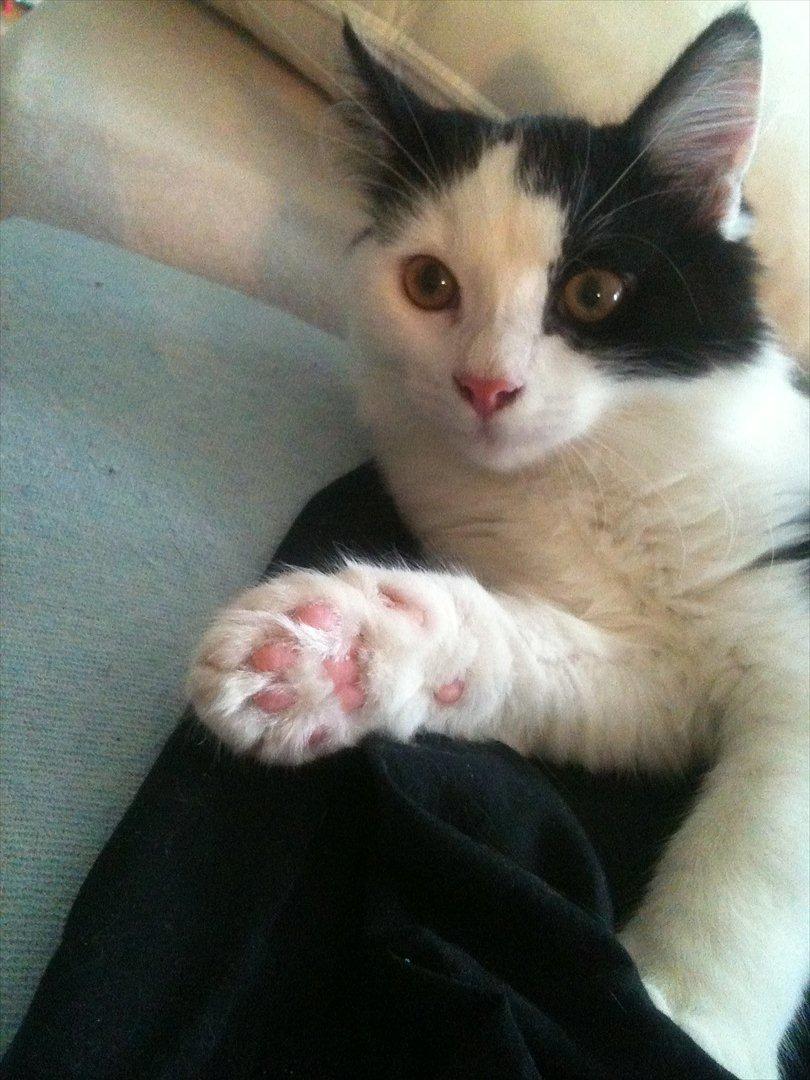 Huskat / Norsk skovkat.  Ozzy<3 billede 13