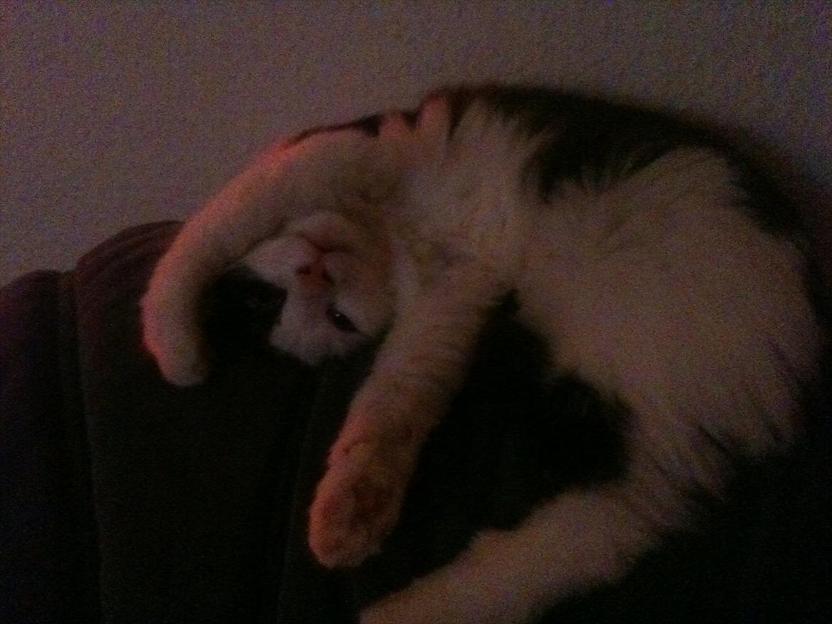 Huskat / Norsk skovkat.  Ozzy<3 billede 14