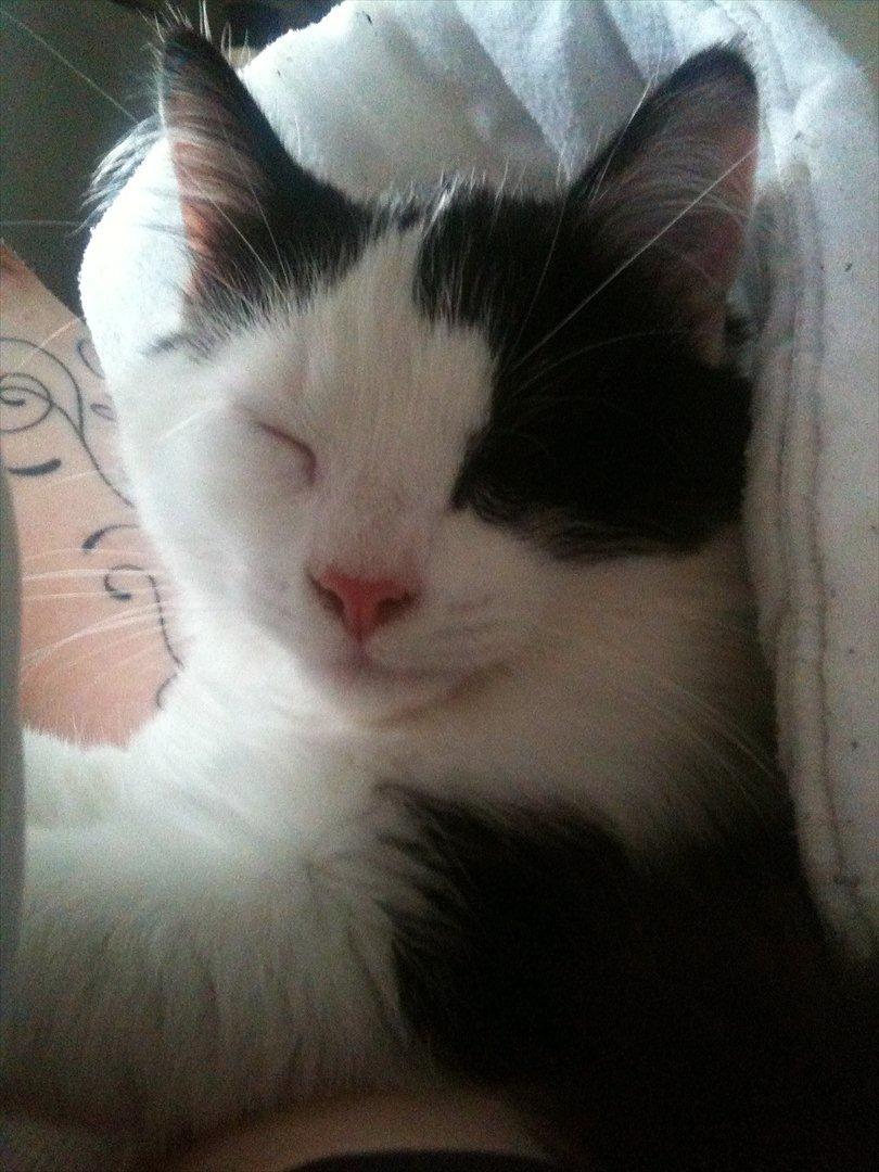 Huskat / Norsk skovkat.  Ozzy<3 billede 15