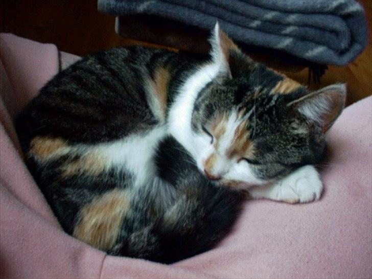 Huskat Trold/Tøsen billede 1