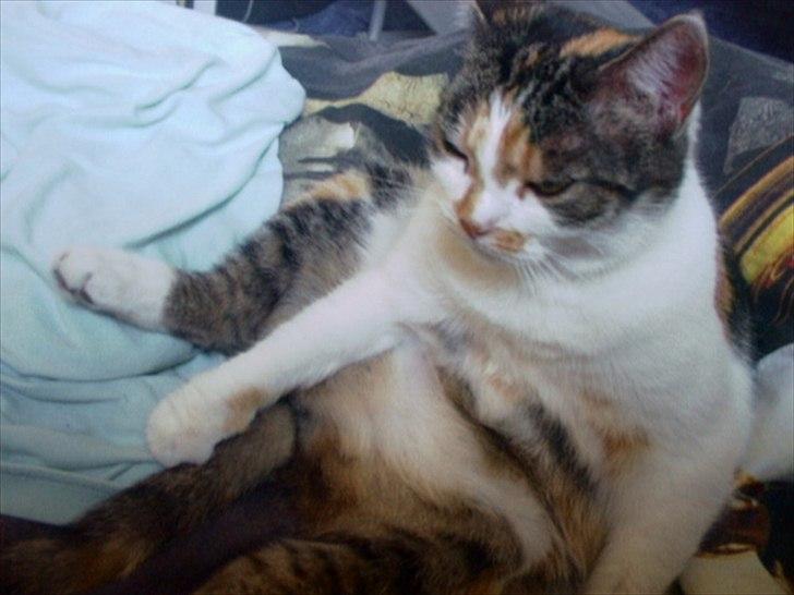 Huskat Trold/Tøsen billede 7