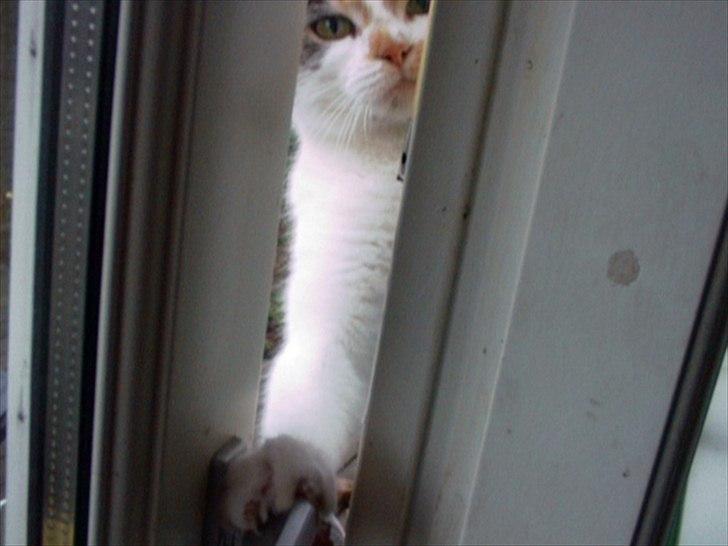 Huskat Trold/Tøsen billede 8