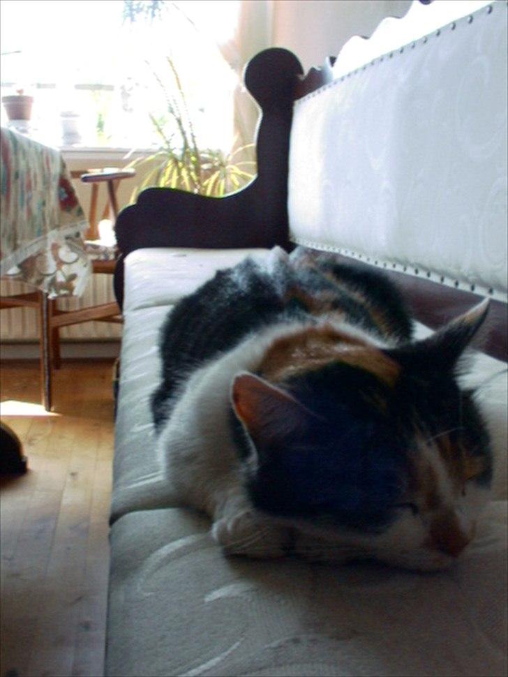 Huskat Trold/Tøsen billede 9