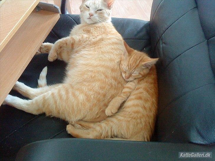 Huskat Mille R.I.P. - Mor og søn billede 1