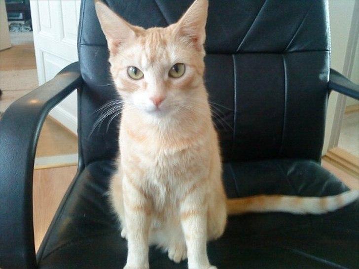 Huskat Mille R.I.P. - 4 år billede 2