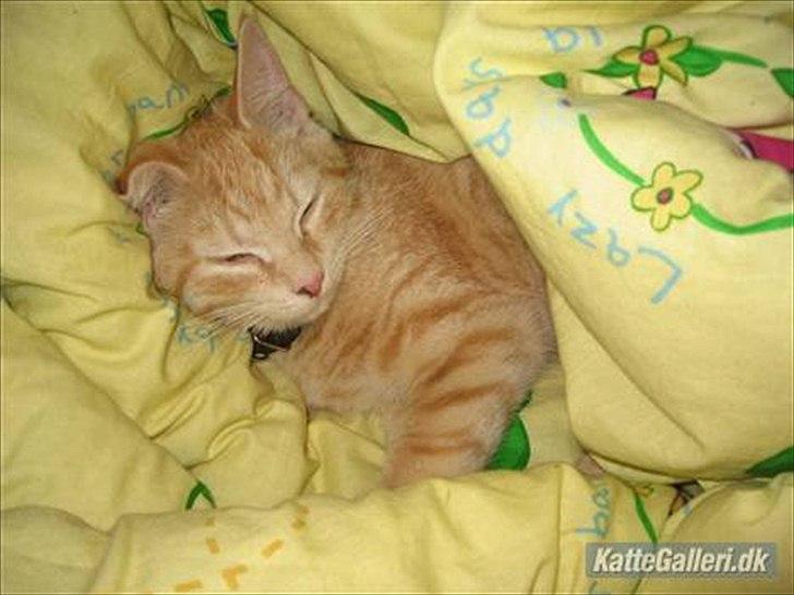 Huskat Mille R.I.P. - 1 År billede 3