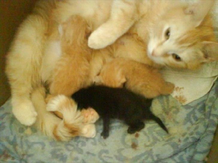 Huskat Mille R.I.P. - Mor med killinger billede 4