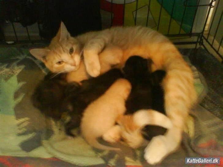 Huskat Mille R.I.P. - Mor med killinger billede 5