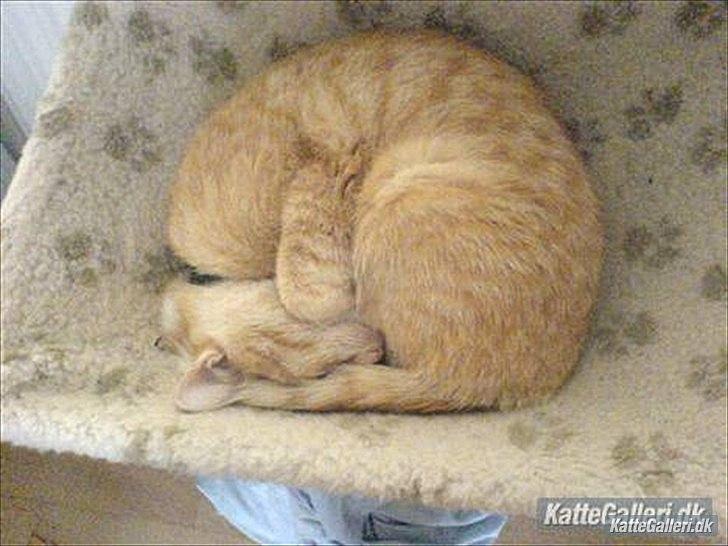 Huskat Mille R.I.P. - 1 År billede 6