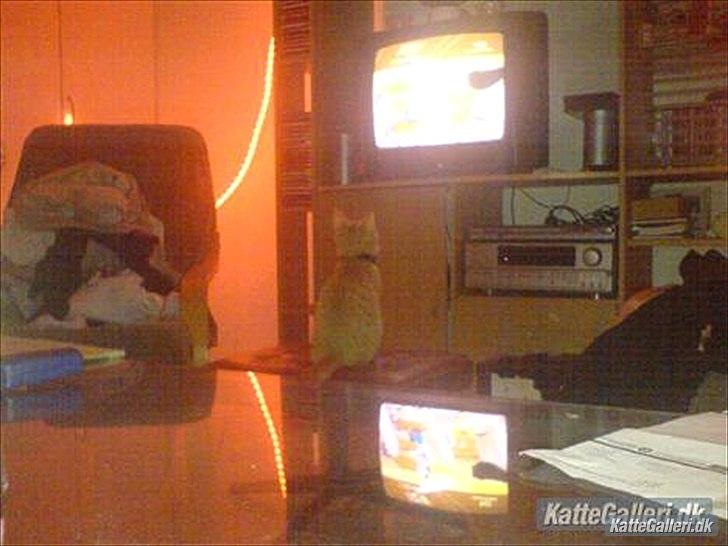 Huskat Mille R.I.P. - 6 Måneder billede 7