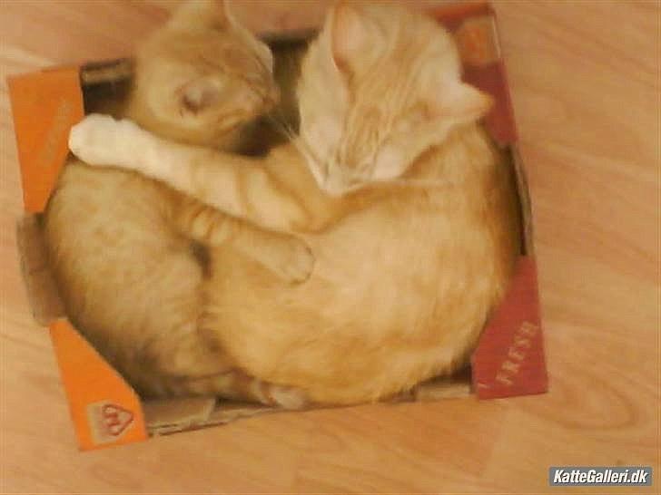 Huskat Mille R.I.P. - Mor og søn billede 8