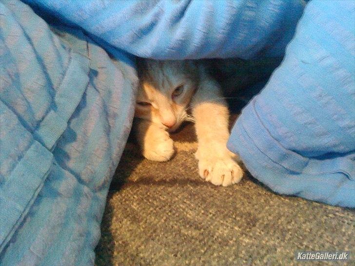 Huskat Mille R.I.P. - 3 År billede 9