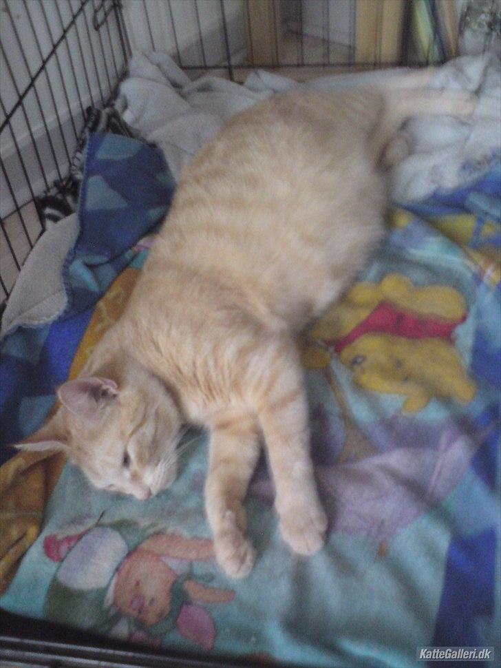 Huskat Mille R.I.P. - Høj gravid med veer billede 10