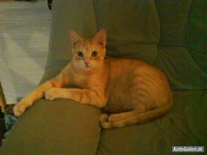 Huskat Mille R.I.P. - 3½ År billede 11