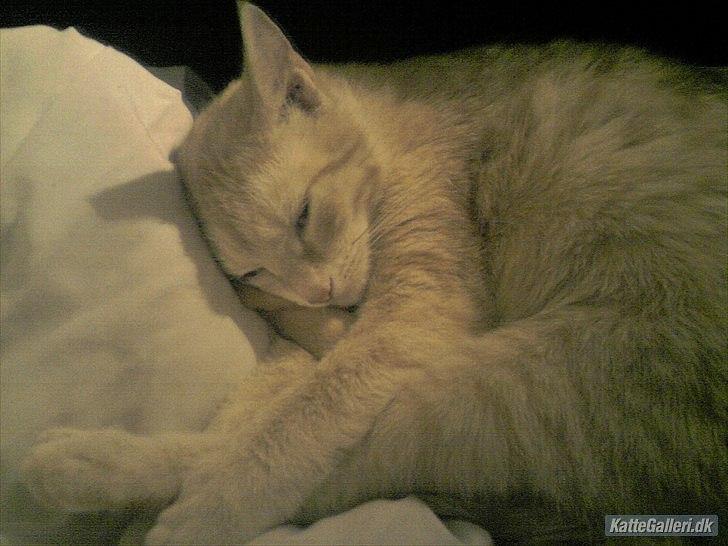 Huskat Mille R.I.P. - 4 År billede 12