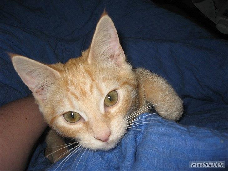 Huskat Mille R.I.P. - 3½ Månede billede 13