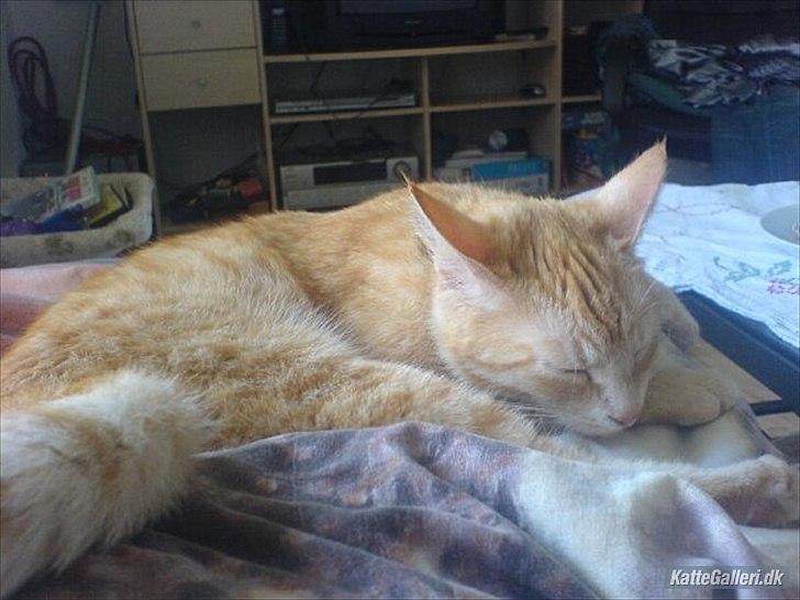 Huskat Mille R.I.P. - 2 År billede 14