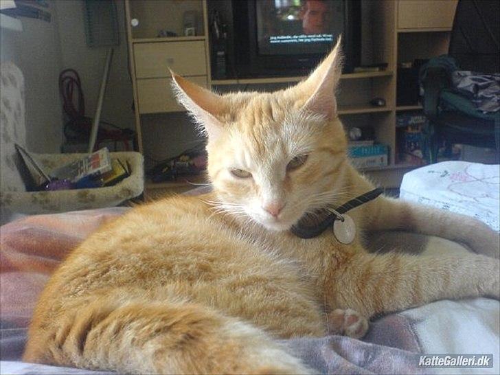 Huskat Mille R.I.P. - 2 År billede 15