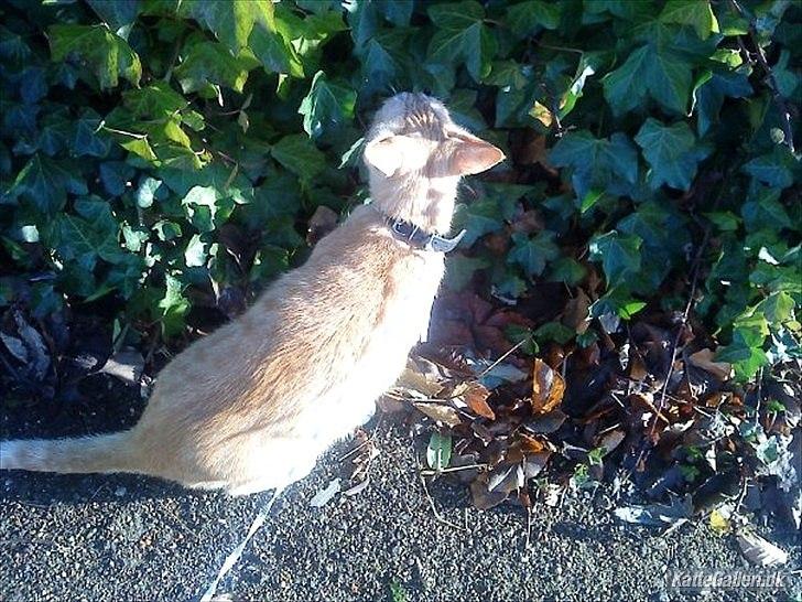 Huskat Mille R.I.P. - 3 År udenfor sååå hyggelig billede 16