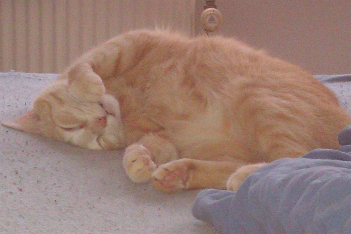 Huskat Mille R.I.P. - 5 År billede 17