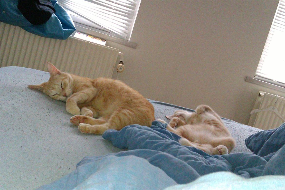 Huskat Mille R.I.P. - 5 År mor og søn billede 18