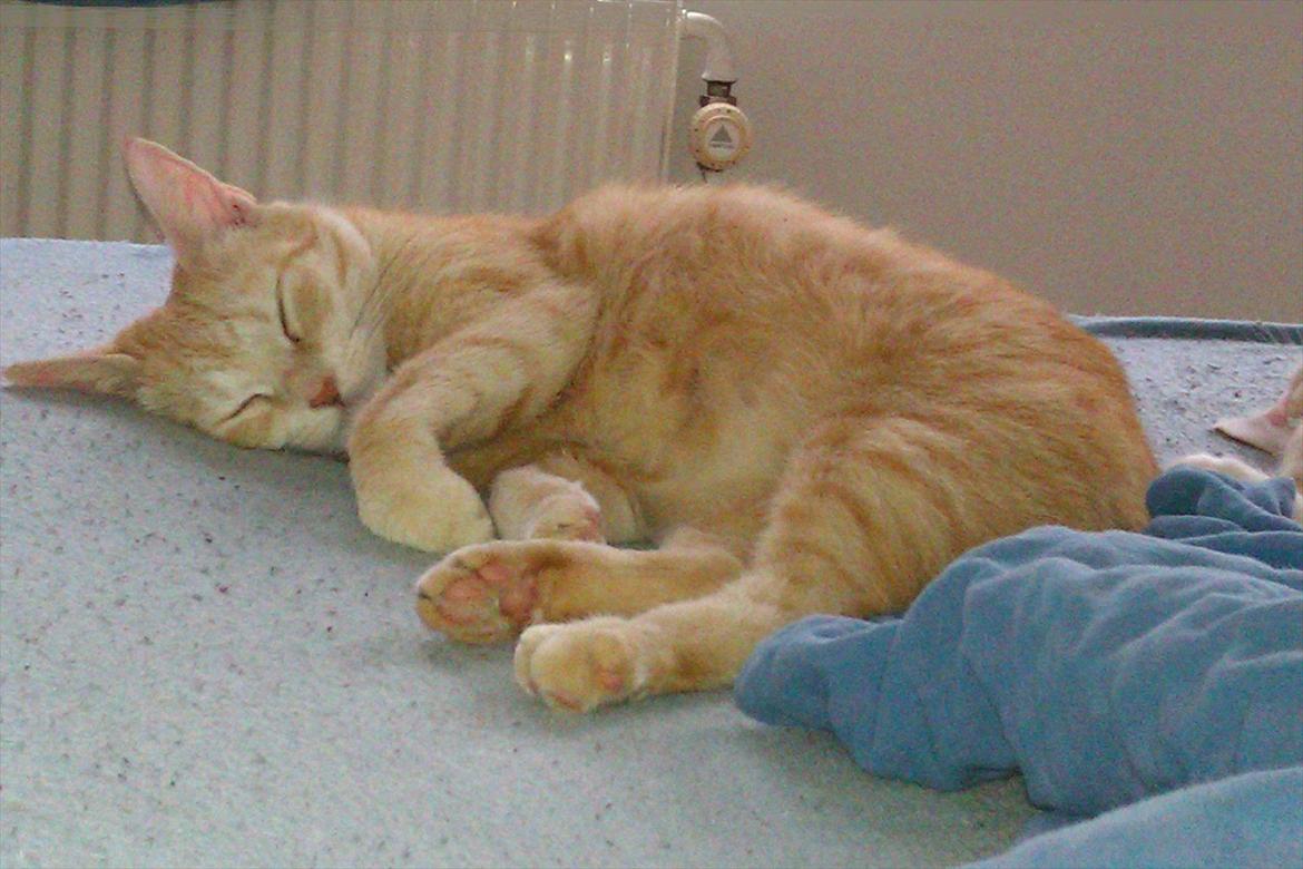 Huskat Mille R.I.P. - 5 År billede 19