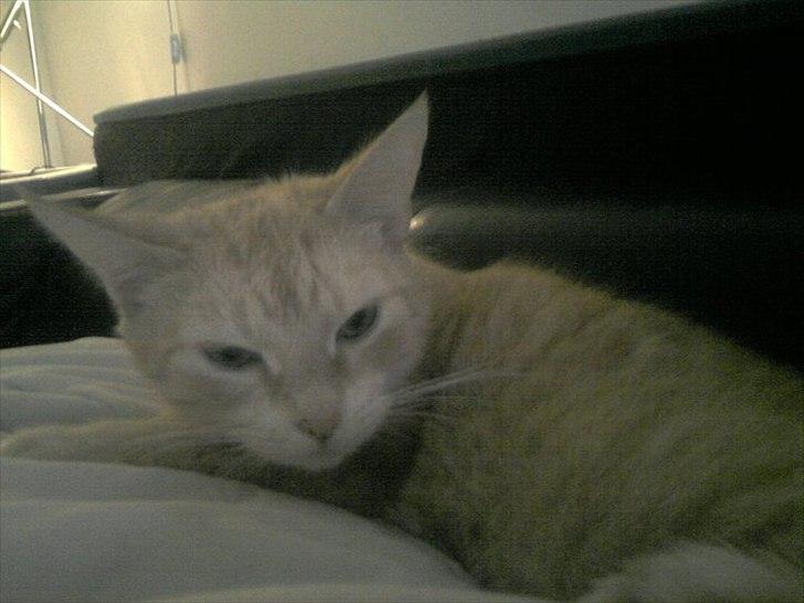 Huskat Mille R.I.P. - 4 År. Blev vækket kl 05:30 gab  billede 20