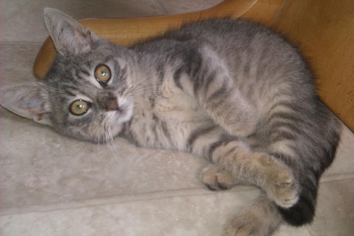 Huskat Filuka billede 1