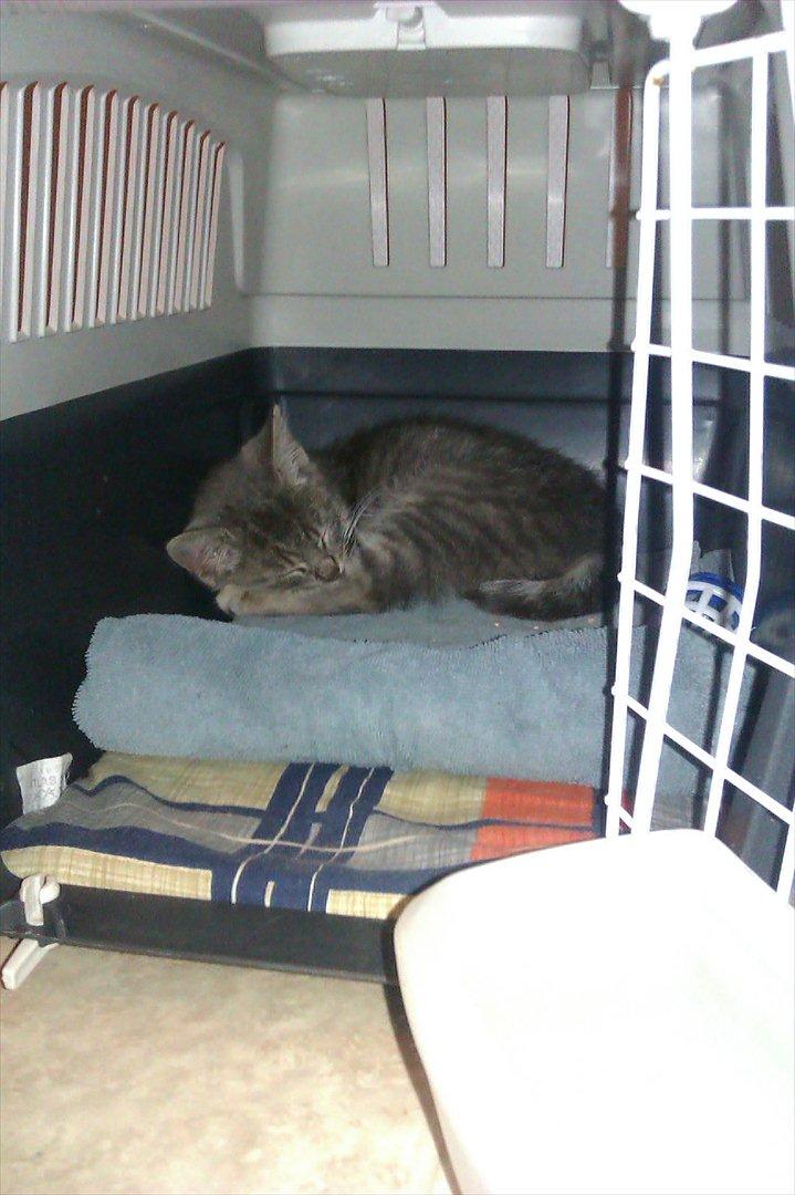 Huskat Filuka billede 2