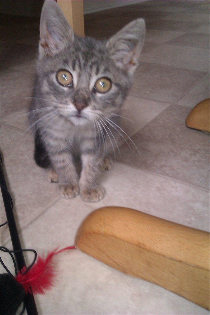 Huskat Filuka billede 3