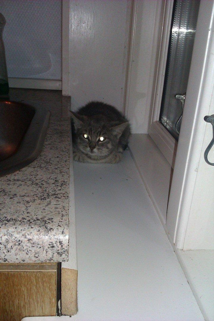 Huskat Filuka billede 4