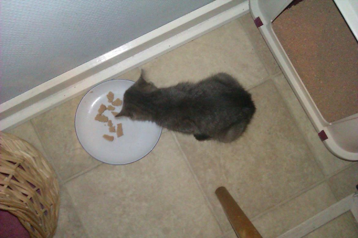 Huskat Filuka billede 5