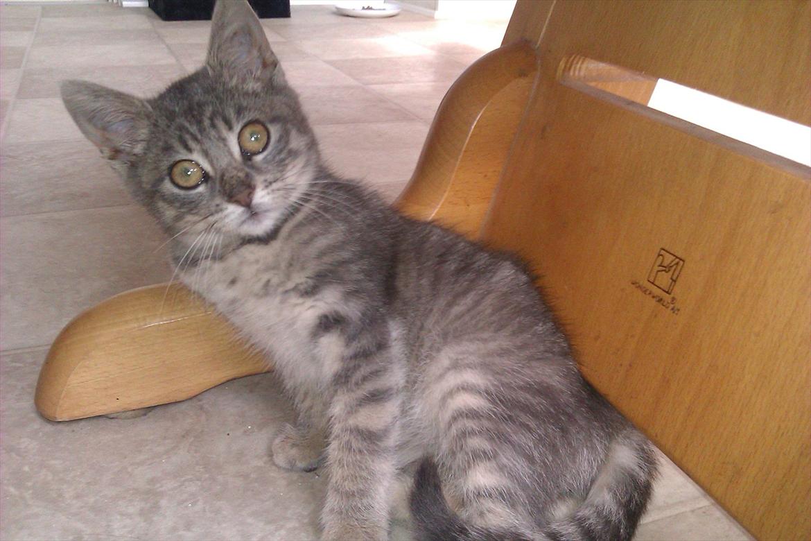 Huskat Filuka billede 6