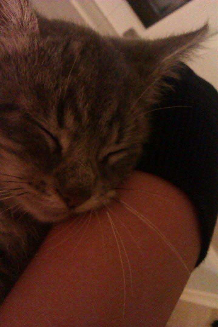 Huskat Filuka billede 8